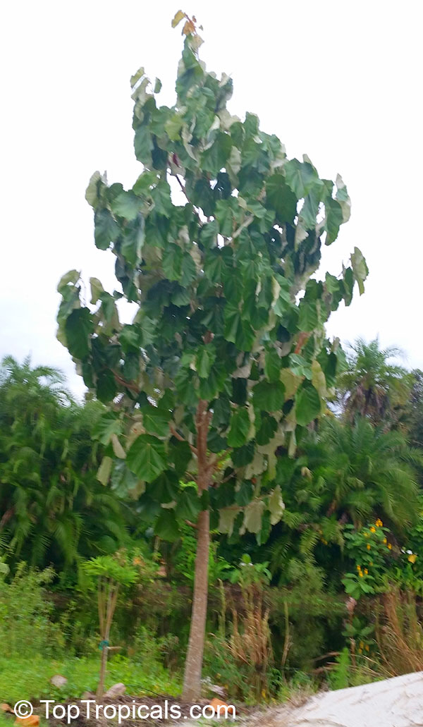 Pterospermum acerifolium, Dinnerplate Tree