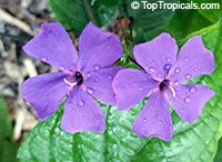 Eranthemum wattii, Blue Eyes, Blue Sage

Click to see full-size image
