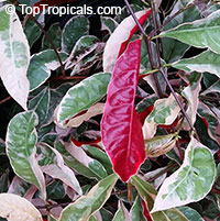 Excoecaria cochinchinensis, Excoecaria bicolor, Strawberry Cream, Jungle Fire, Chinese croton, Variegated Leaf

Click to see full-size image