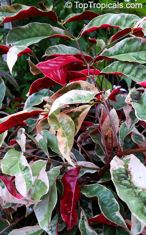 Excoecaria cochinchinensis, Excoecaria bicolor, Strawberry Cream, Jungle Fire, Chinese croton, Variegated Leaf