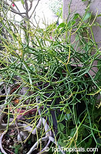 Euphorbia tirucalli, Pencil Bush, Milk-bush, Pencil Tree, Fire Fingers

Click to see full-size image