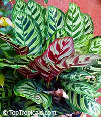 Calathea makoyana, Maranta makoyana, Peacock plant

Click to see full-size image