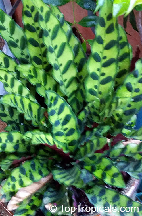 Goeppertia insignis, Calathea lancifolia, Calathea insignis, Rattlesnake Plant