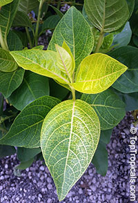 Pseuderanthemum carruthersii var. reticulatum, Pseuderanthemum reticulatum, Yellow-Vein Eranthemum, Golden Pseuderanthemum