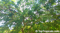 Anadenanthera colubrina, Vilca, Huilco, Huilca, Wilco, Willka, Cebil, Angico