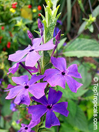 Eranthemum wattii, Blue Eyes, Blue Sage

Click to see full-size image