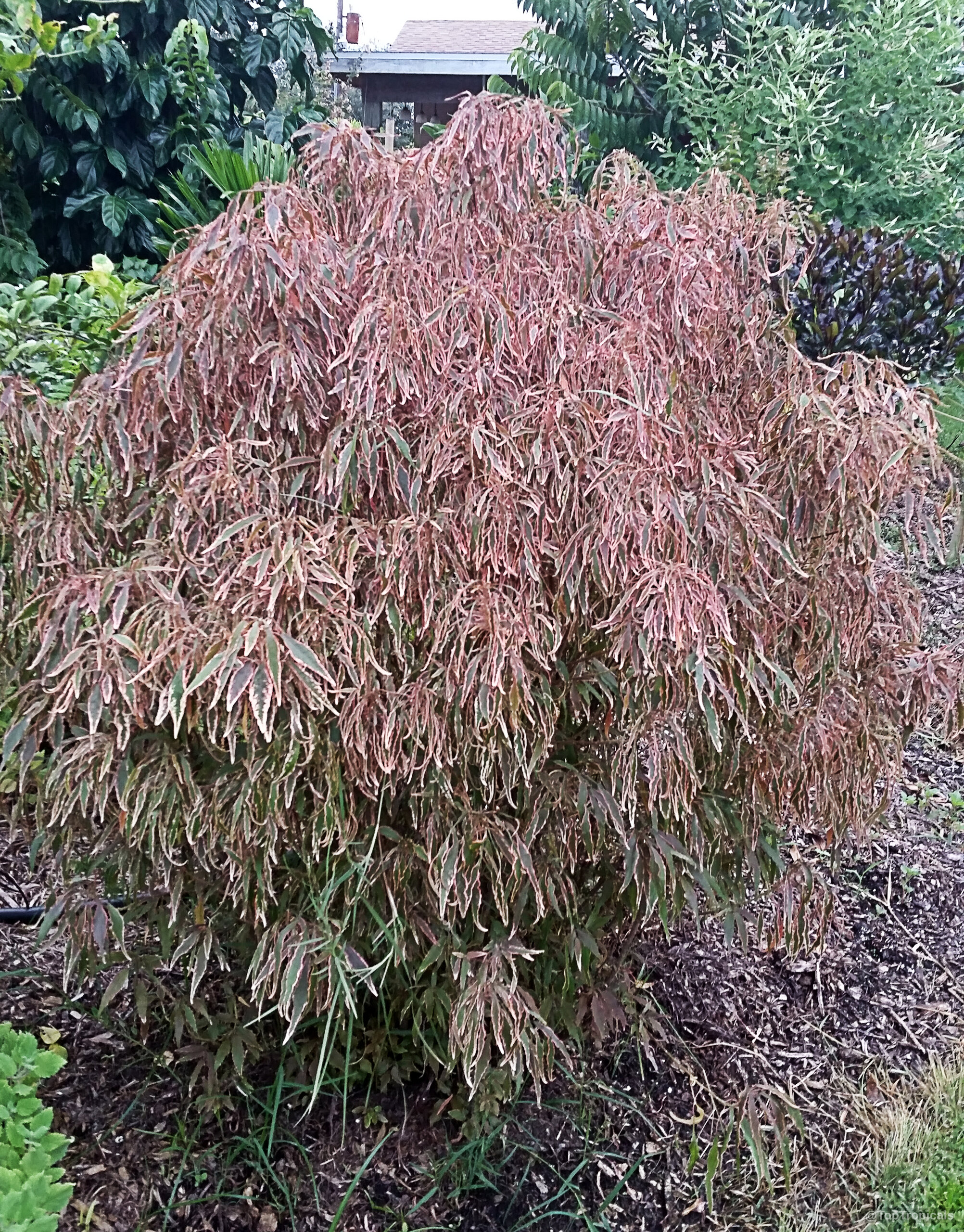 Acalypha godseffiana (Copper Leaf) shrub with cascading narrow bronze copper leaves during the day Acalypha godseffiana (Copper Leaf) bronze copper plant with long narrow serrated leaves in garden