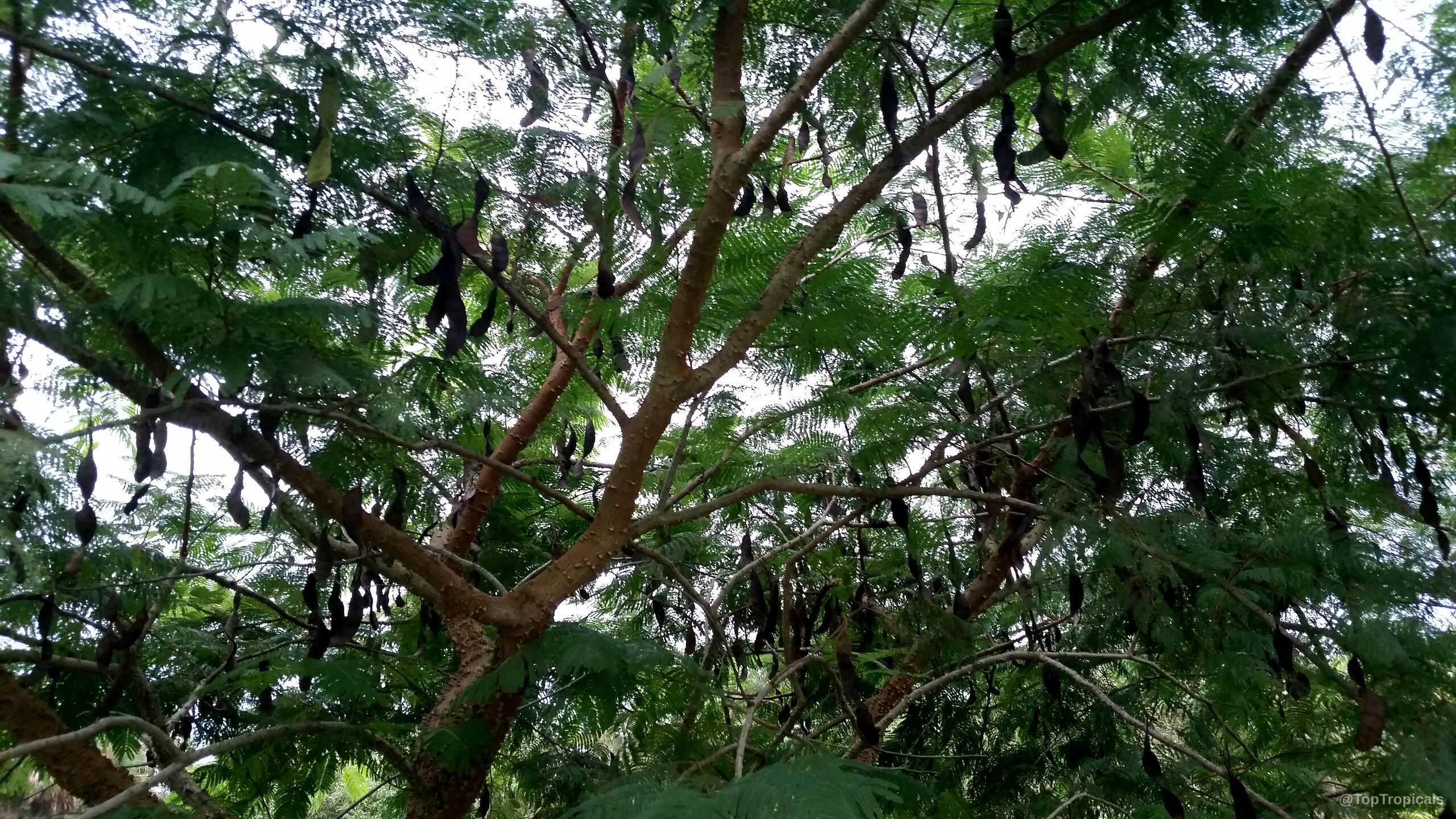 Anadenanthera colubrina (Vilca) tree with numerous dangling dark brown fruit pods Anadenanthera colubrina (Vilca) brown fruit on green tree branches