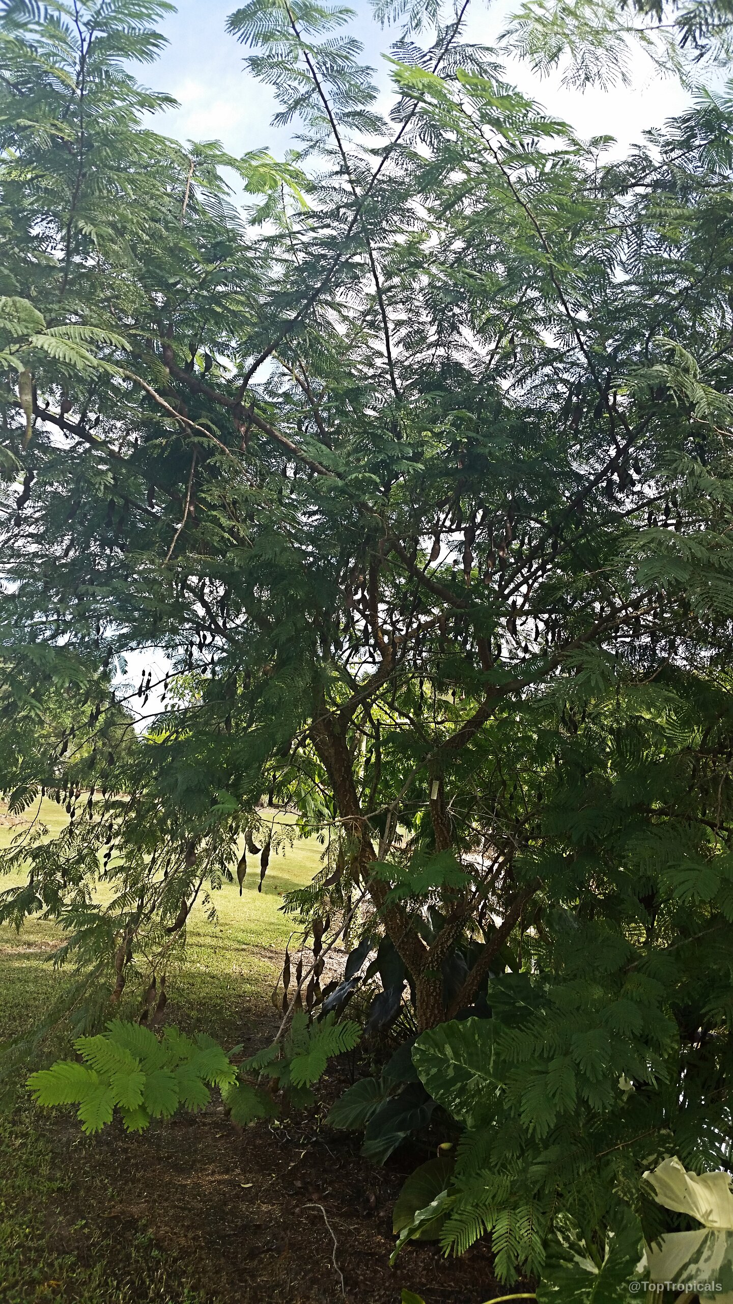 Anadenanthera peregrina (Yopo) tree with many feathery green leaves and dangling dark brown seed pods. Anadenanthera peregrina (Yopo) tree with green leaves and brown pods in this plant view
