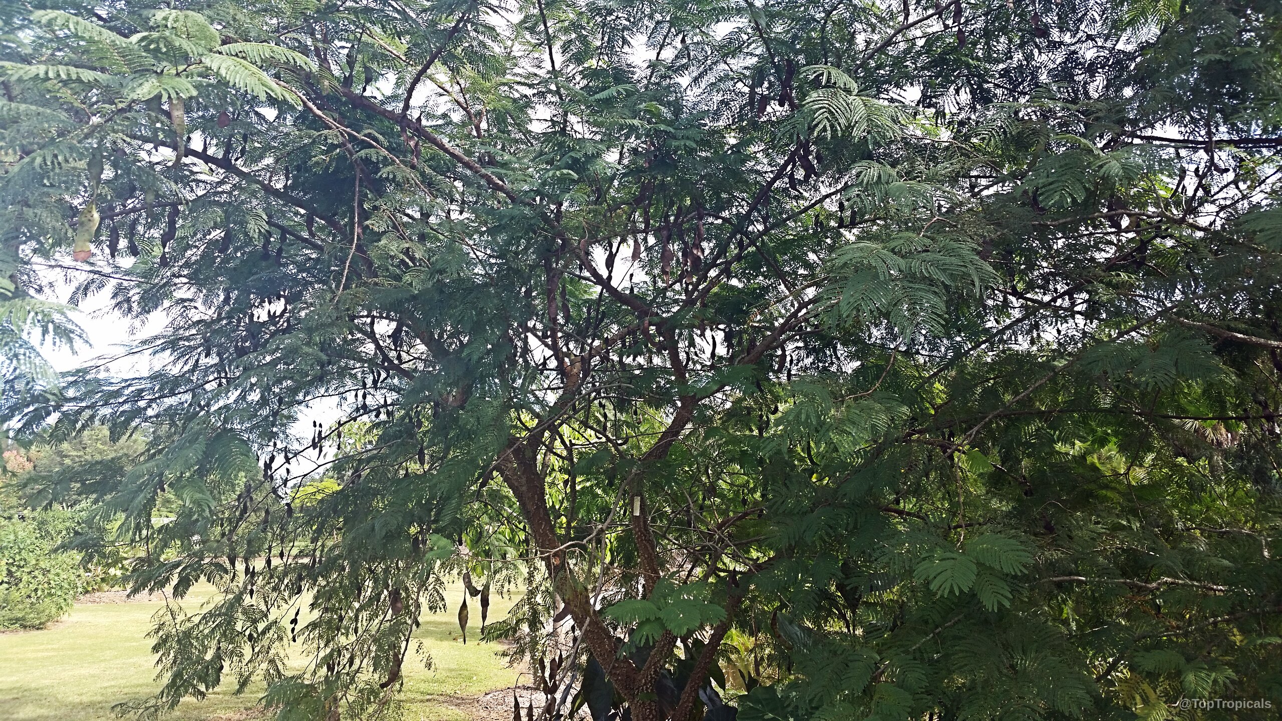Anadenanthera peregrina (Yopo) tree branches covered in delicate green foliage and numerous hanging brown seed pods. Anadenanthera peregrina (Yopo) tree with green leaves and many dark brown seed pods hanging down