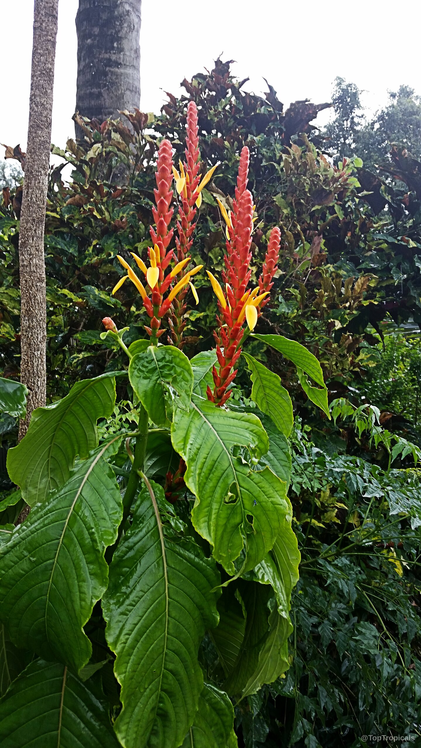 Aphelandra hartwegiana (Yellow Aphelandra) showing vivid orange-red spikes with yellow petals rising above green foliage. Aphelandra hartwegiana (Yellow Aphelandra) orange red yellow flower spikes on green leaves