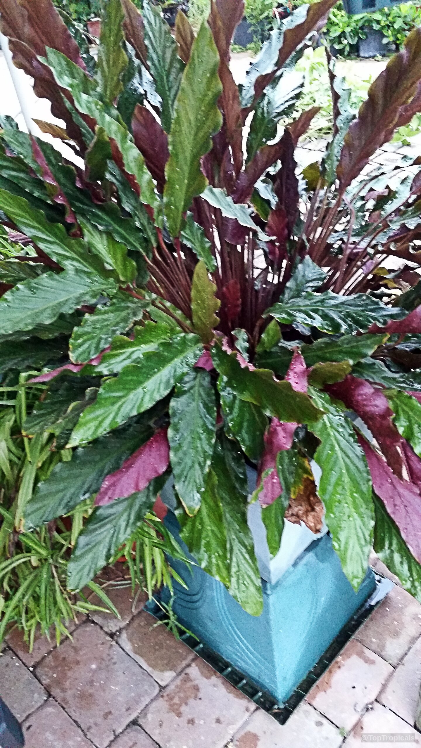 Calathea rufibarba (Velvet Calathea) with lush foliage in shades of deep purple and emerald green Calathea rufibarba (Velvet Calathea) plant with long wavy green and deep purple leaves