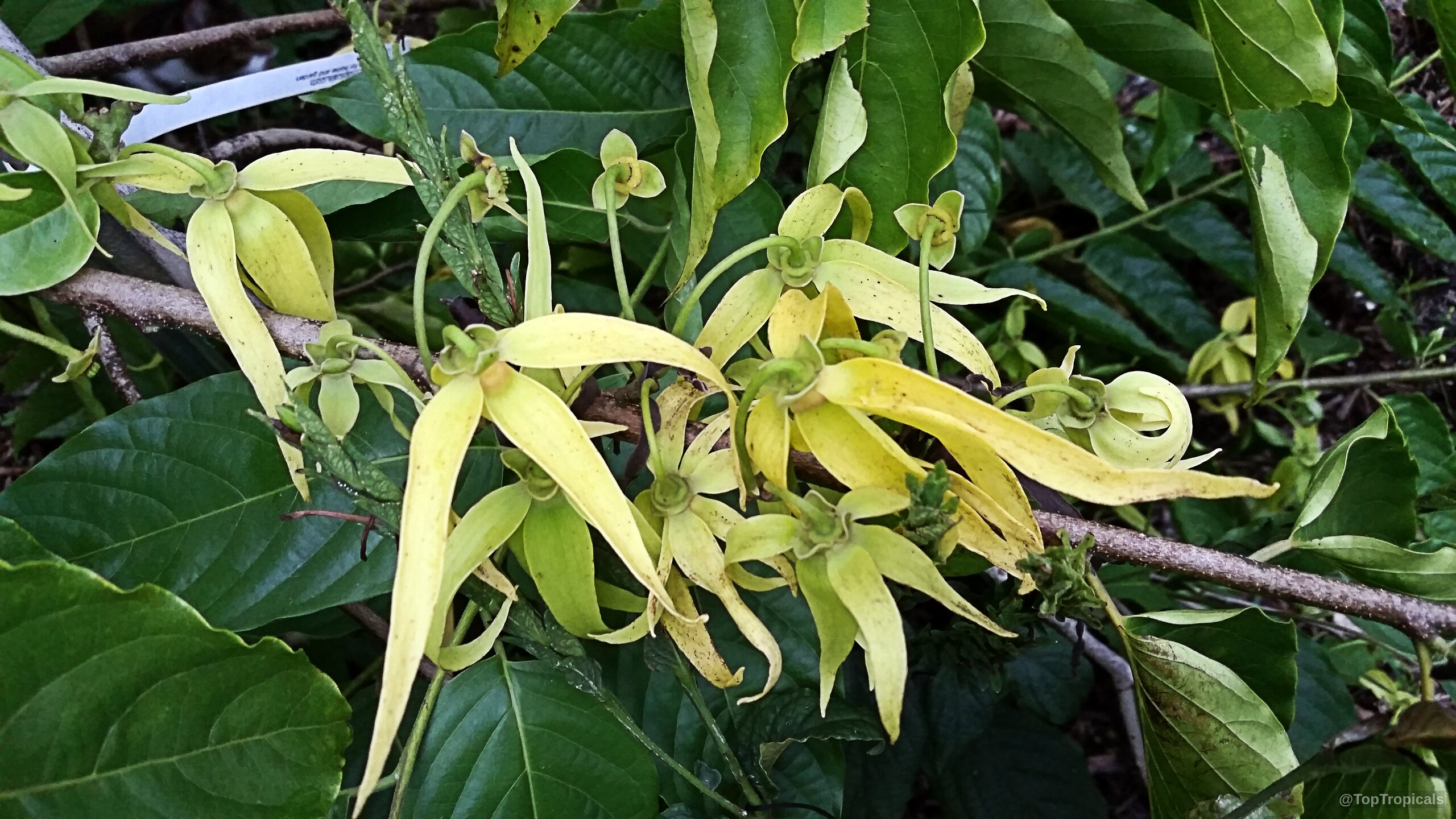 Cananga odorata (Ylang Ylang) flower clusters with thin yellow petals among deep emerald green oval leaves. Cananga odorata (Ylang Ylang) yellow flower close up with long thin curling petals on branch.