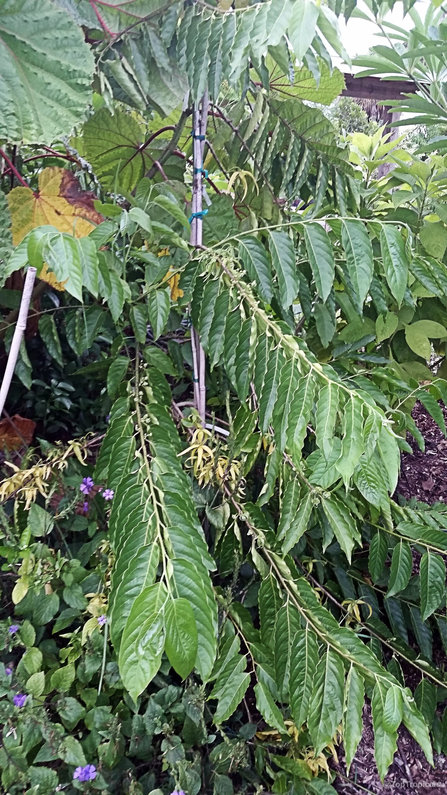 Cananga odorata (Ylang Ylang) displays long green leaves and yellow flowers along its thin branches. Cananga odorata (Ylang Ylang) with yellow flowers and green leaves on a thin plant branch.