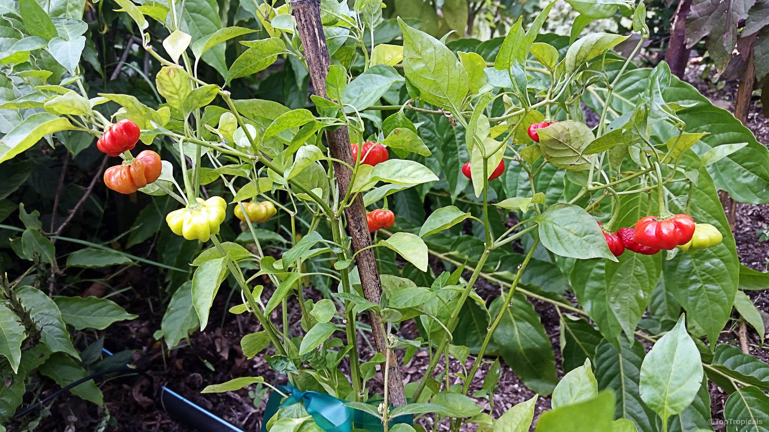 Capsicum baccatum (Starfish Pepper) with distinct flattened red and yellow fruit among pointed green foliage Capsicum baccatum (Starfish Pepper) with red and yellow fruit on a green leafy plant