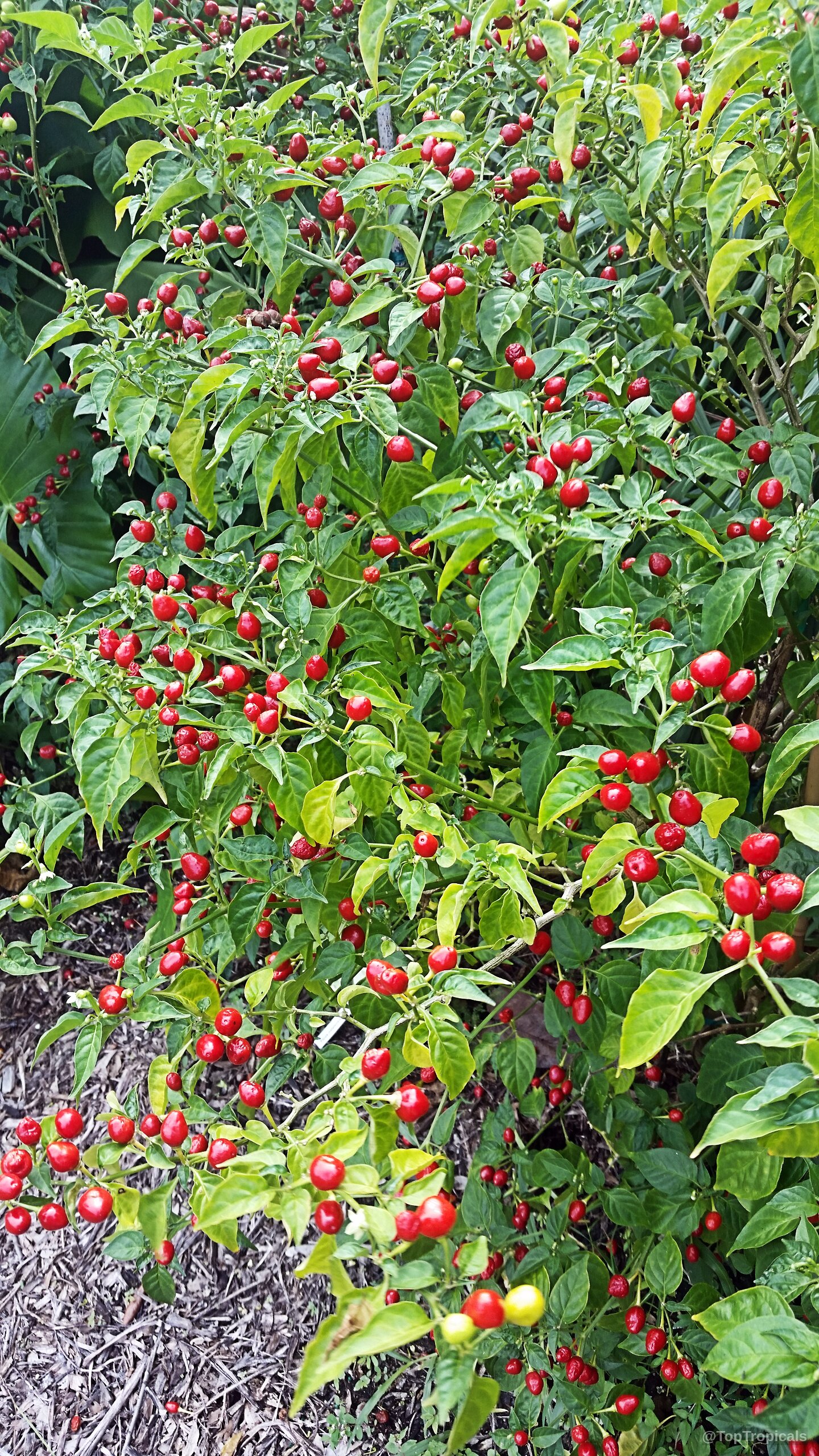 Capsicum frutescens (Wiri Wiri Pepper) plant with many small round red fruit and green leaves Capsicum frutescens (Wiri Wiri Pepper) plant with many small round red fruit and green leaves