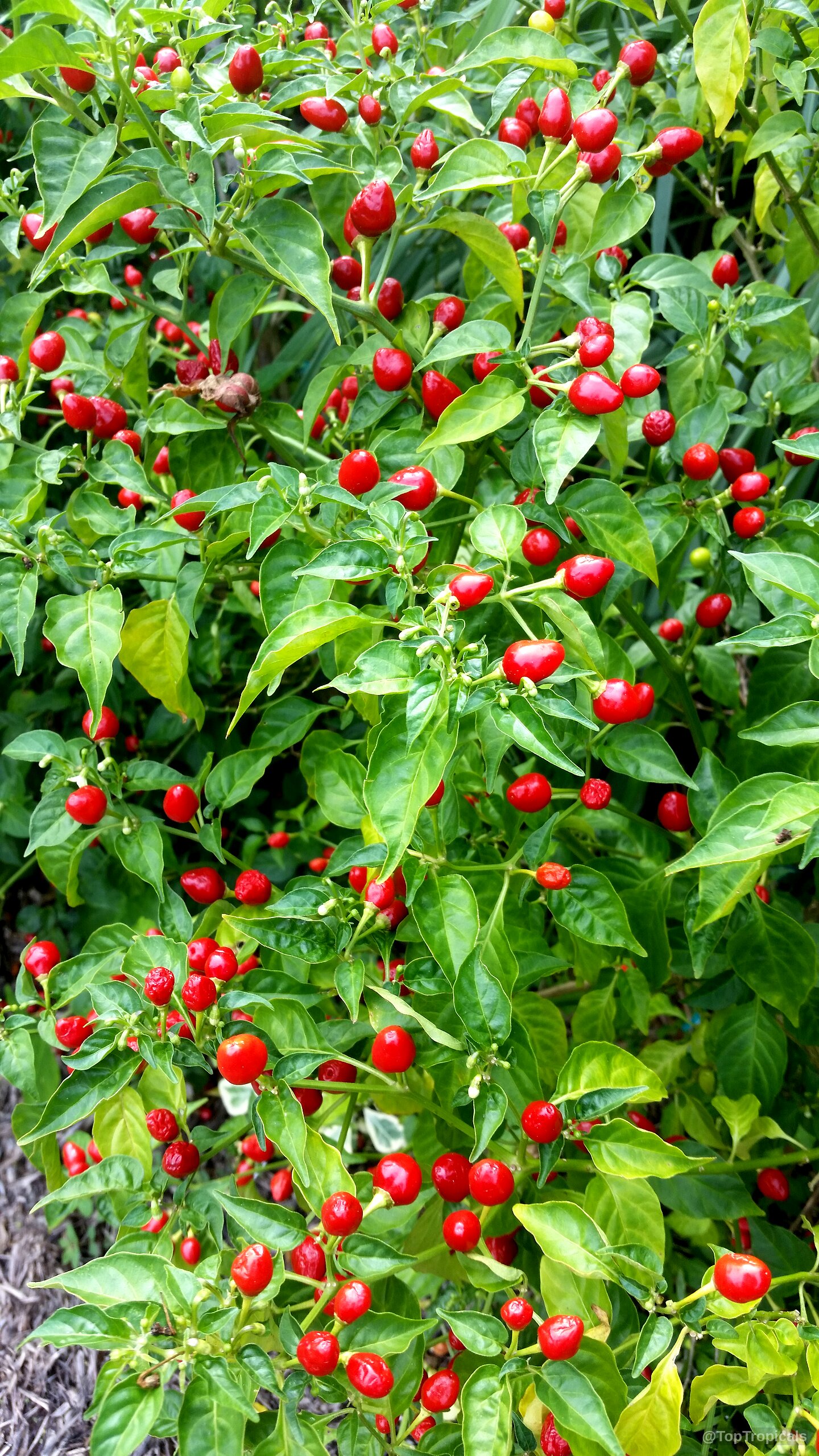 Capsicum frutescens (Wiri Wiri Pepper) with many small round red fruit among green leaves Capsicum frutescens (Wiri Wiri Pepper) with round red fruit growing on plant branches