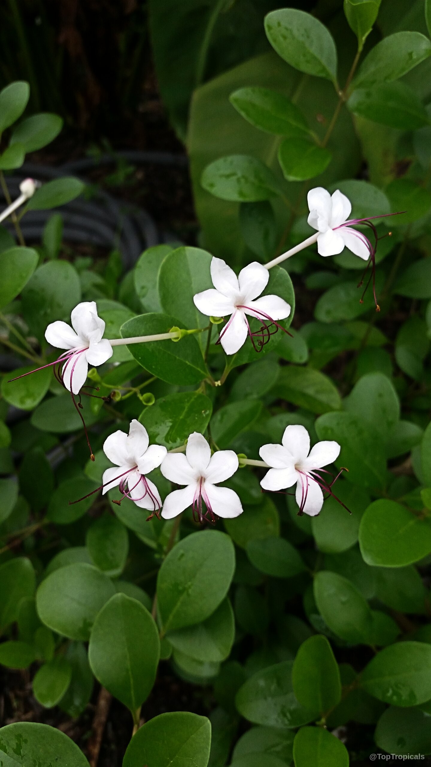 Clerodendrum inerme (Wild Jasmine) white flowers emerge among smooth green leaves on the plant. Clerodendrum inerme (Wild Jasmine) with white flowers and long purple stamens, close up photo.