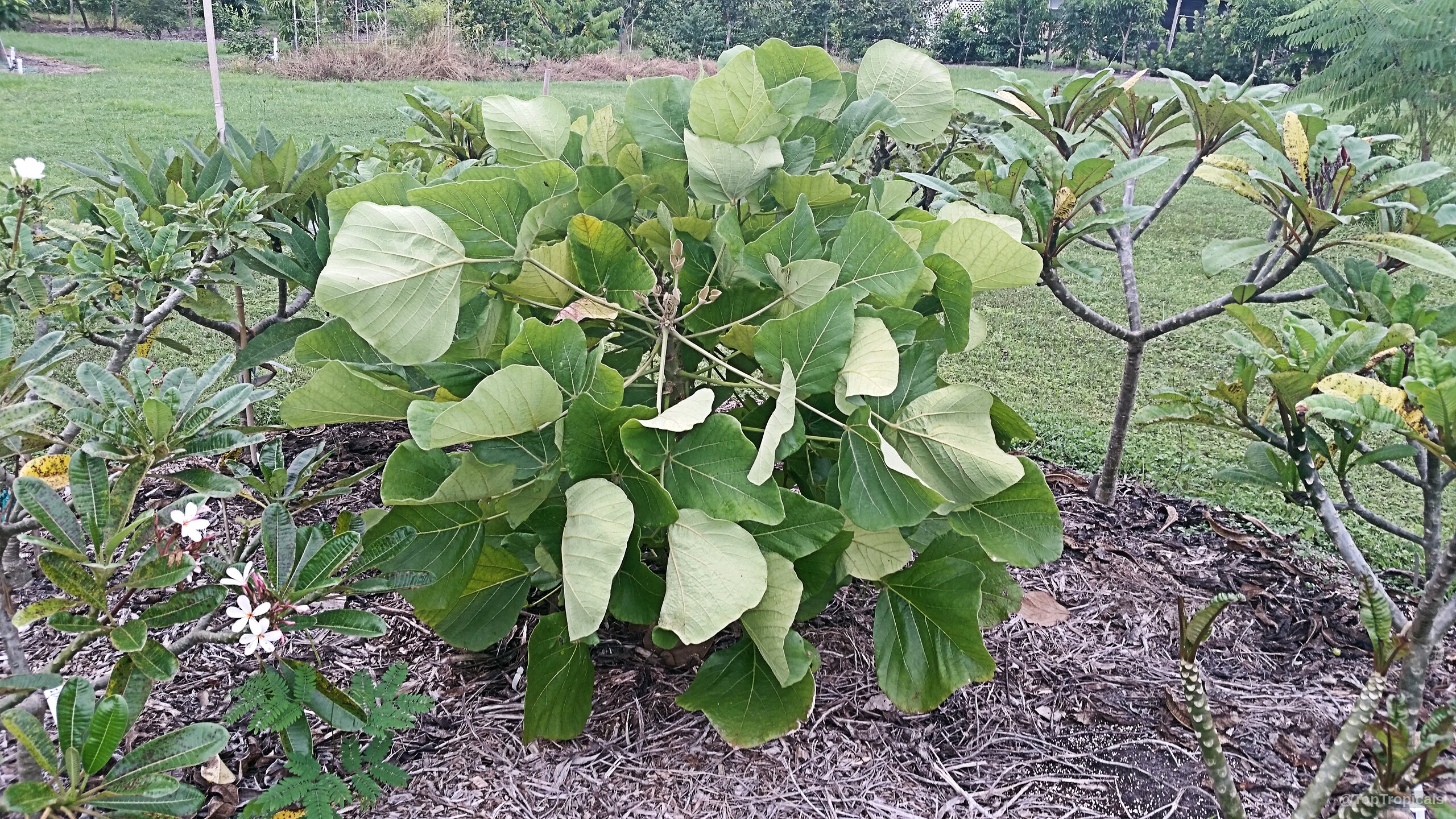 Erythrina abyssinica (Coral Tree) shows dense rounded foliage spreading outwards from the central woody stem base. Erythrina abyssinica (Coral Tree) plant with wide light green leaves in a natural plant setting.