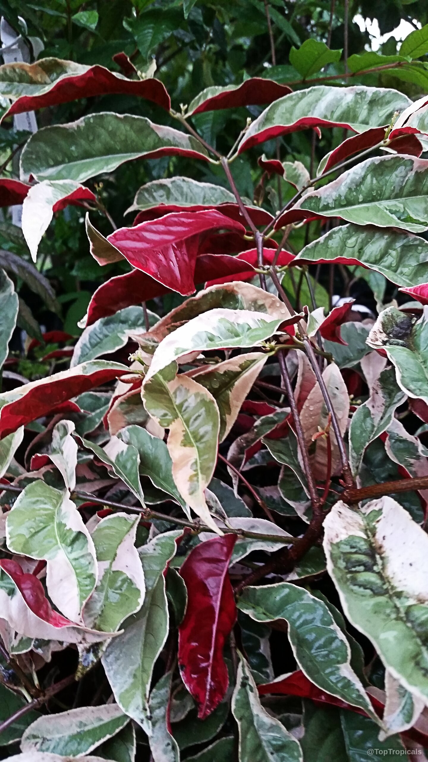 Excoecaria cochinchinensis (Strawberry Cream) branches covered in variegated leaves of red, pink, and green tones. Excoecaria cochinchinensis (Strawberry Cream) plant with multi-colored red, white, and green leaves close up.