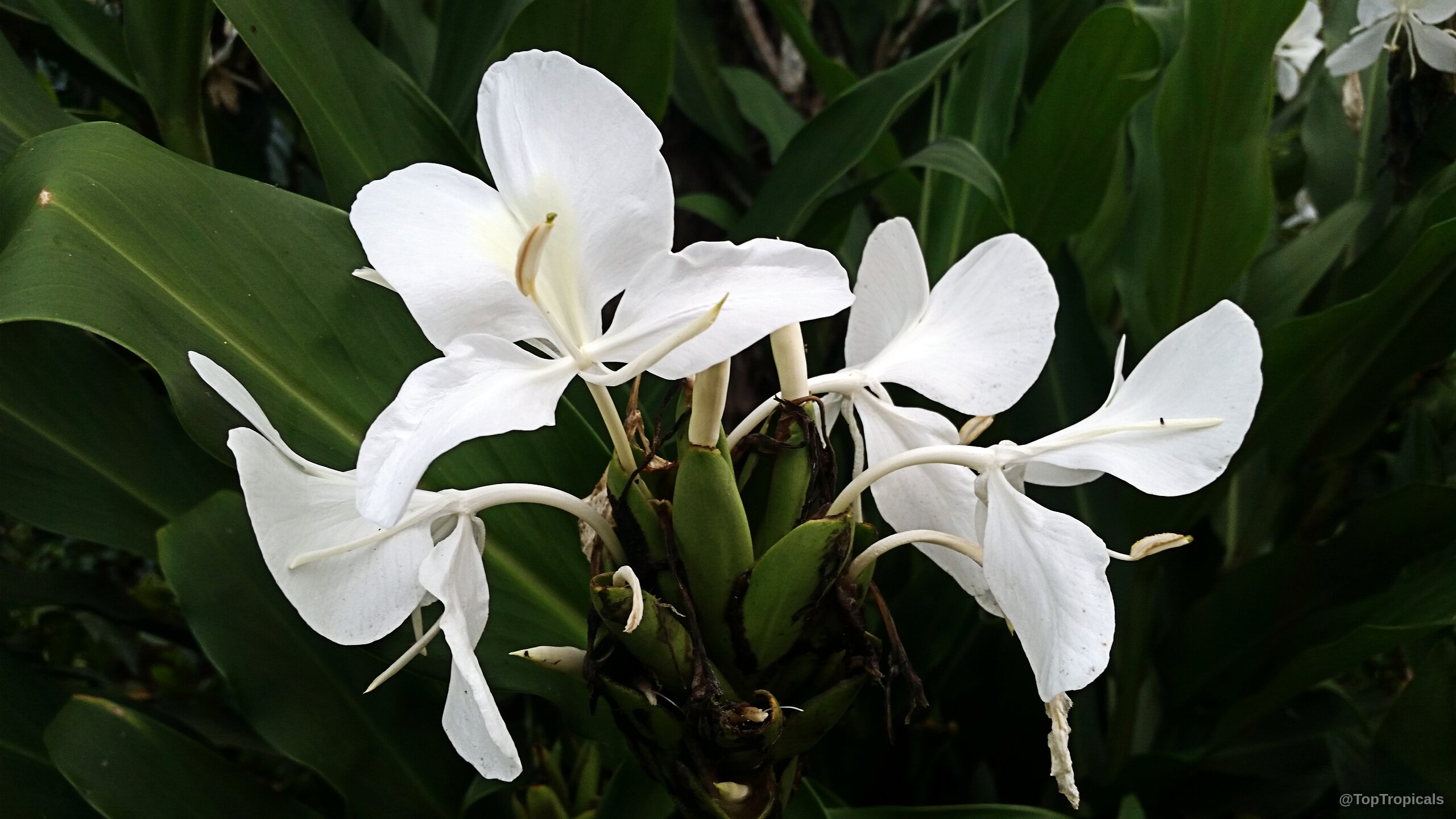 Hedychium coronarium (White Ginger) white flower among dark green foliage Hedychium coronarium (White Ginger) white flower close up on green leaves