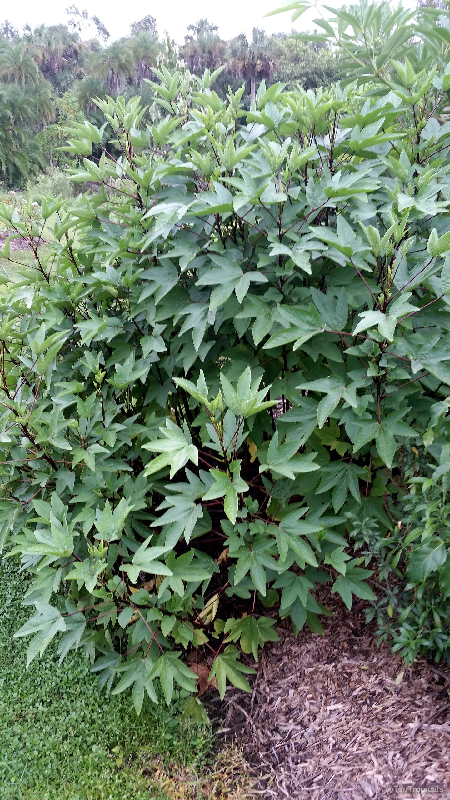 Hibiscus sabdariffa (Karkade) with lobed green leaves and distinct red stems growing in a bush Hibiscus sabdariffa (Karkade) plant with green leaves and deep red stems in bushy growth