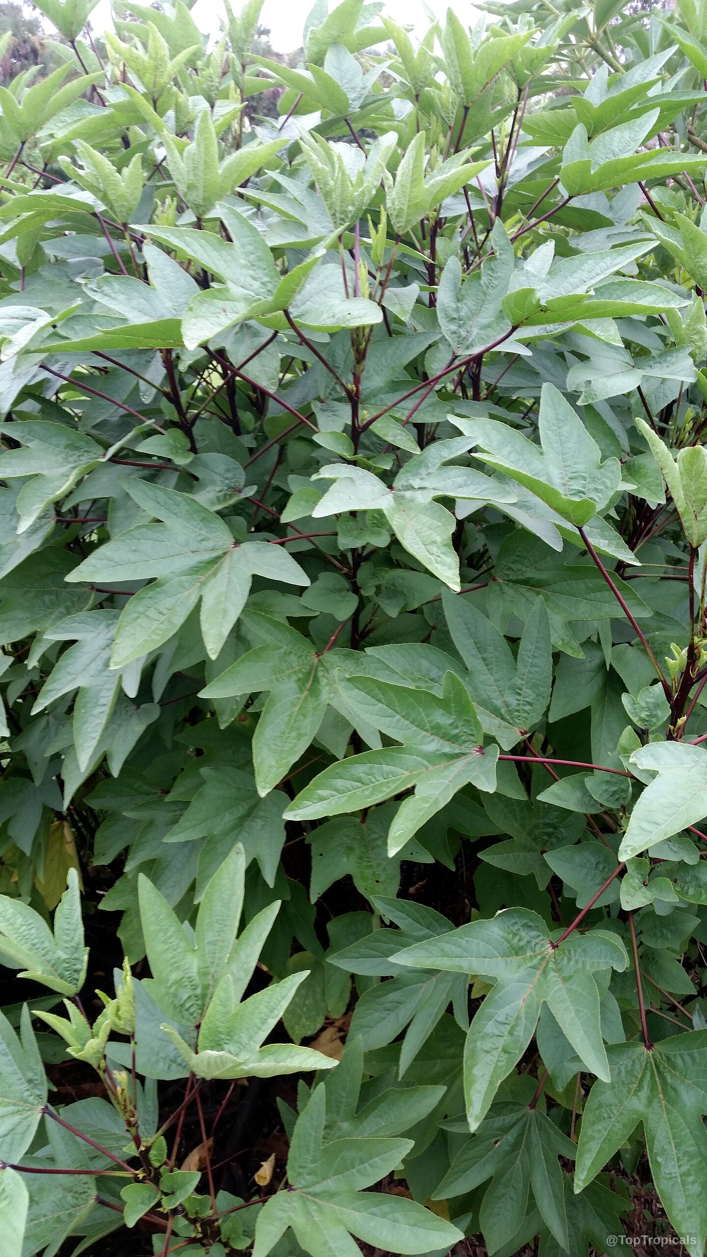 Hibiscus sabdariffa (Karkade) plant foliage with distinct lobed green leaves and reddish colored stems. Hibiscus sabdariffa (Karkade) plant with lobed green leaves and thin dark red stems.