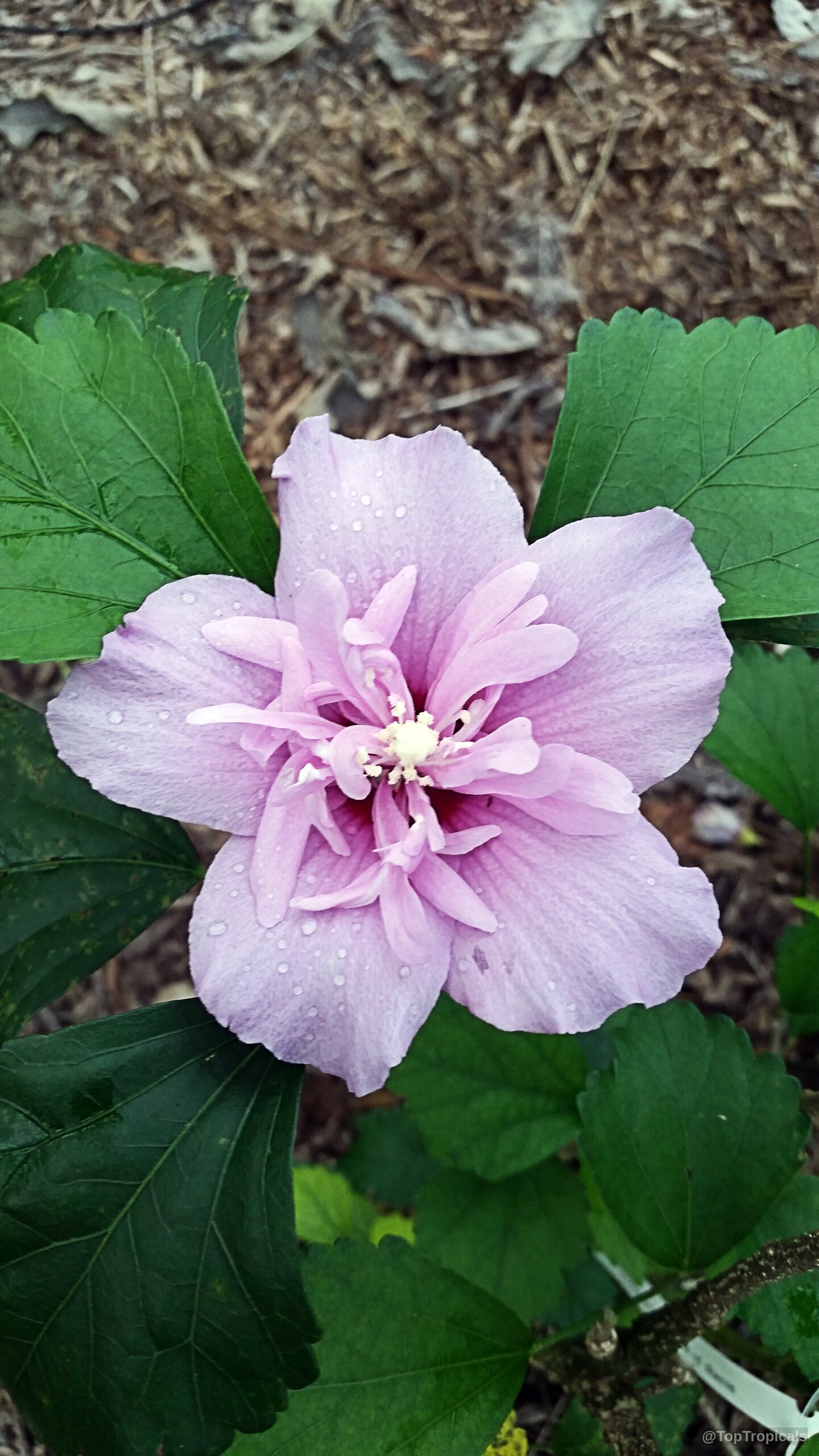 Hibiscus syriacus (Blue Hibiscus) light purple flower with water drops and serrated green leaves. Hibiscus syriacus (Blue Hibiscus) light purple flower close up with water drops on petals