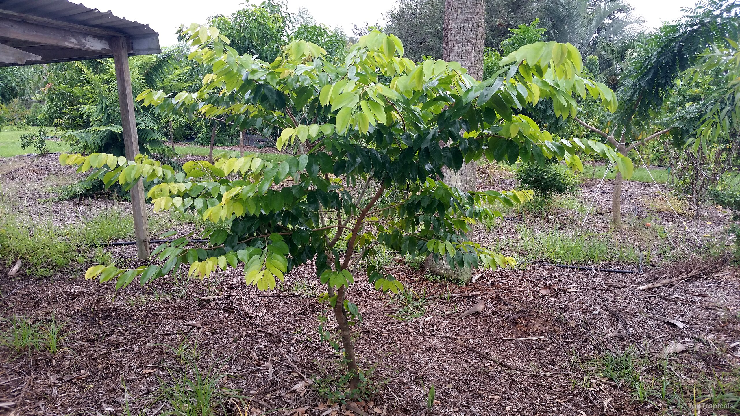 Hymenaea courbaril (Stinking Toe) tree with a mixture of yellow and dark green leaves Hymenaea courbaril (Stinking Toe) plant with vibrant yellow and deep green leaves tree