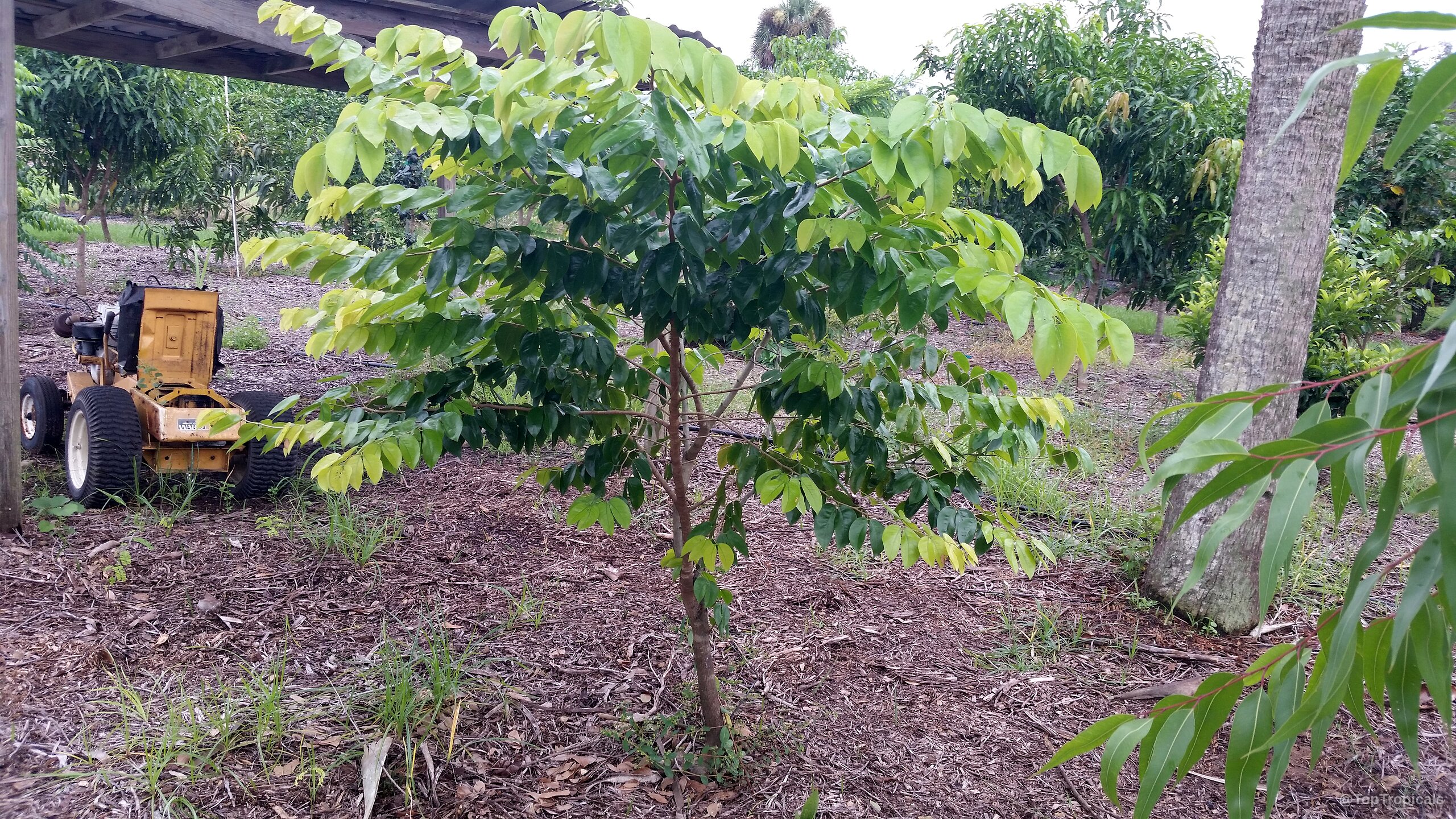 Hymenaea courbaril (Stinking Toe) tree stands with layers of yellowish and dark green oval foliage Hymenaea courbaril (Stinking Toe) tree with yellow and dark green leaves in a row