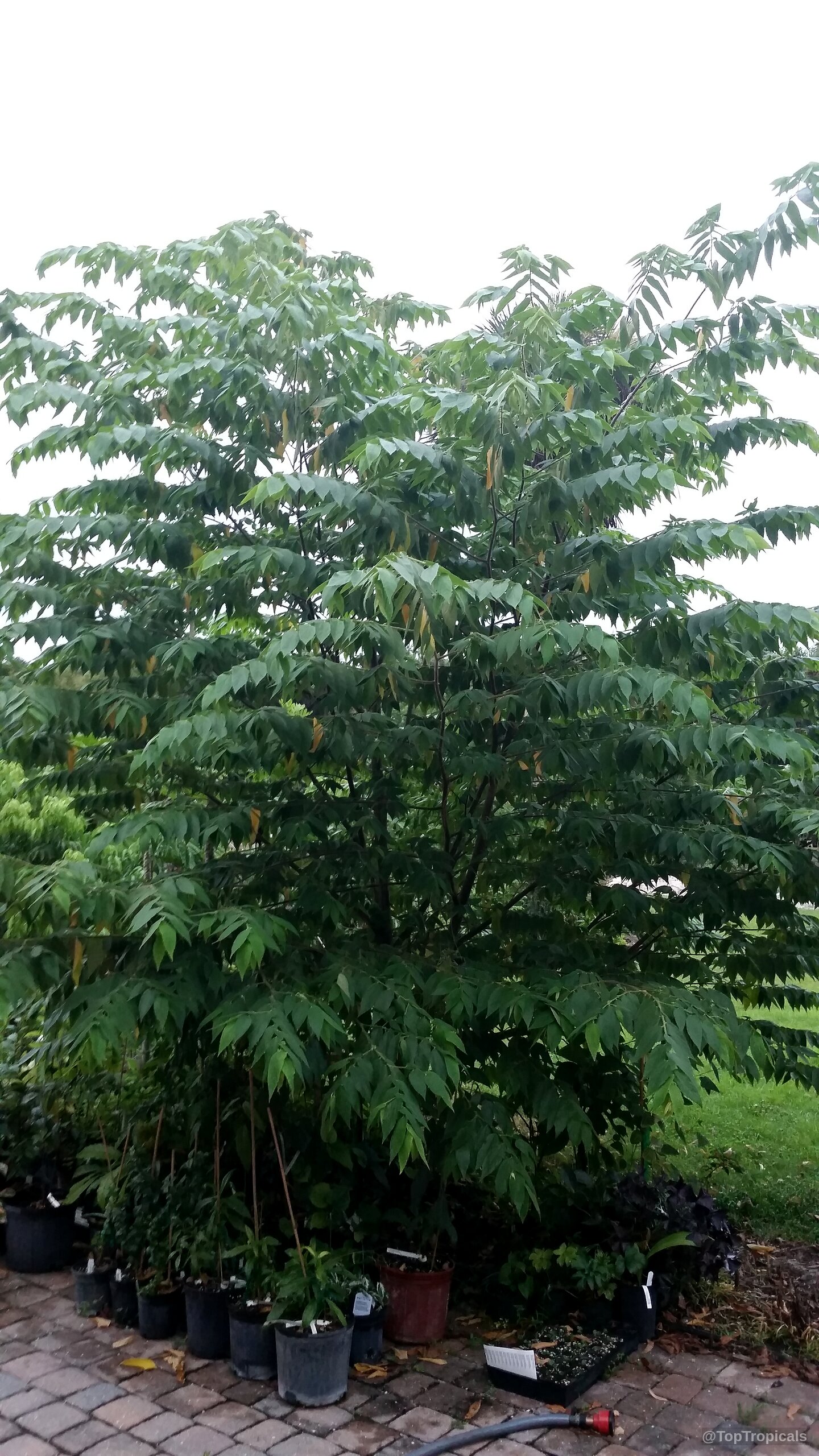 Muntingia calabura (Strawberry tree) full of green leaves branching out. Muntingia calabura (Strawberry tree) with green leaves on a full tall tree.