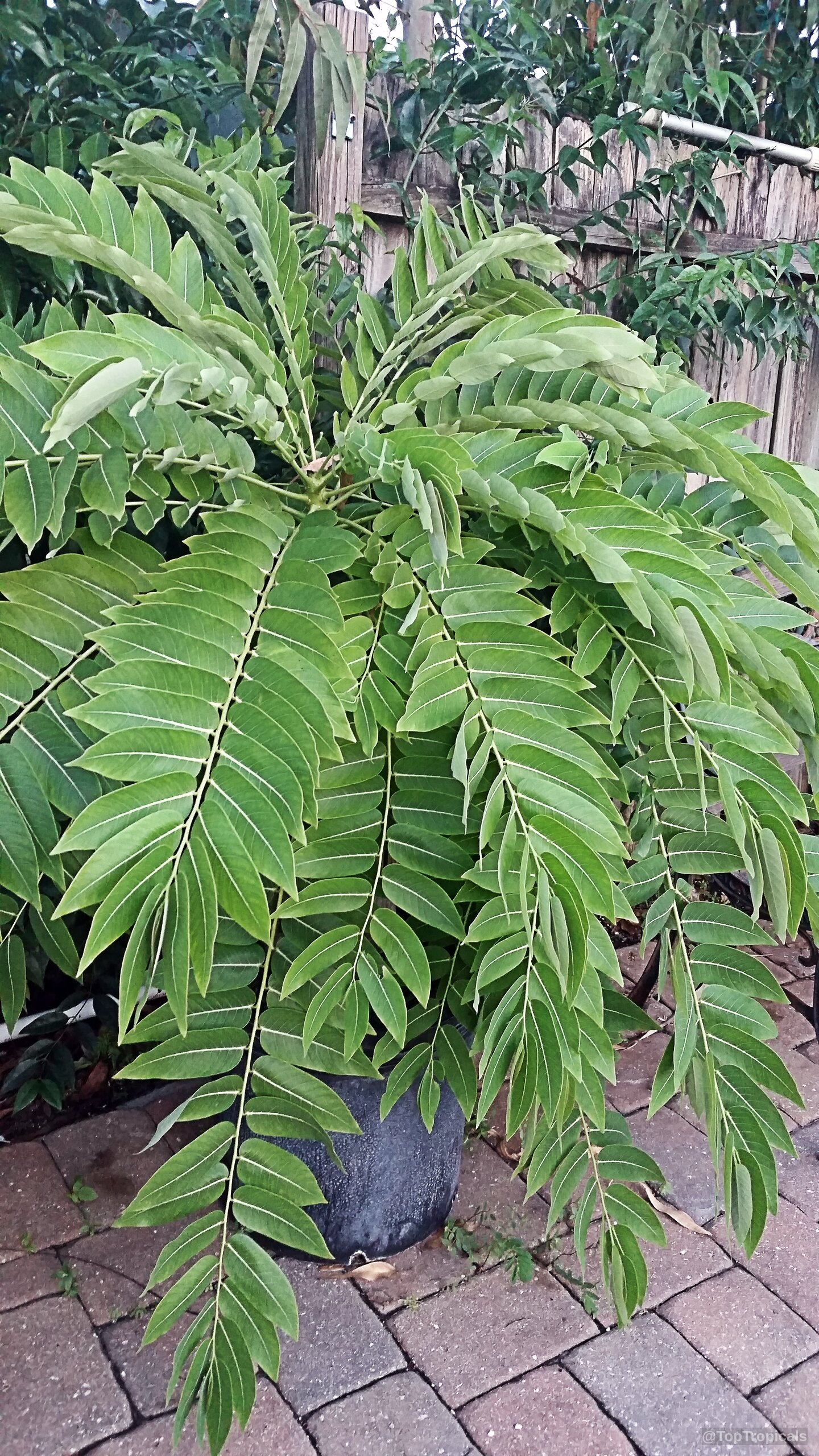 Phyllanthus mirabilis (Dragon Wings) plant with long pinnate foliage and light green leaflet edges. Phyllanthus mirabilis (Dragon Wings) plant with green leaves arranged in rows on a stem.