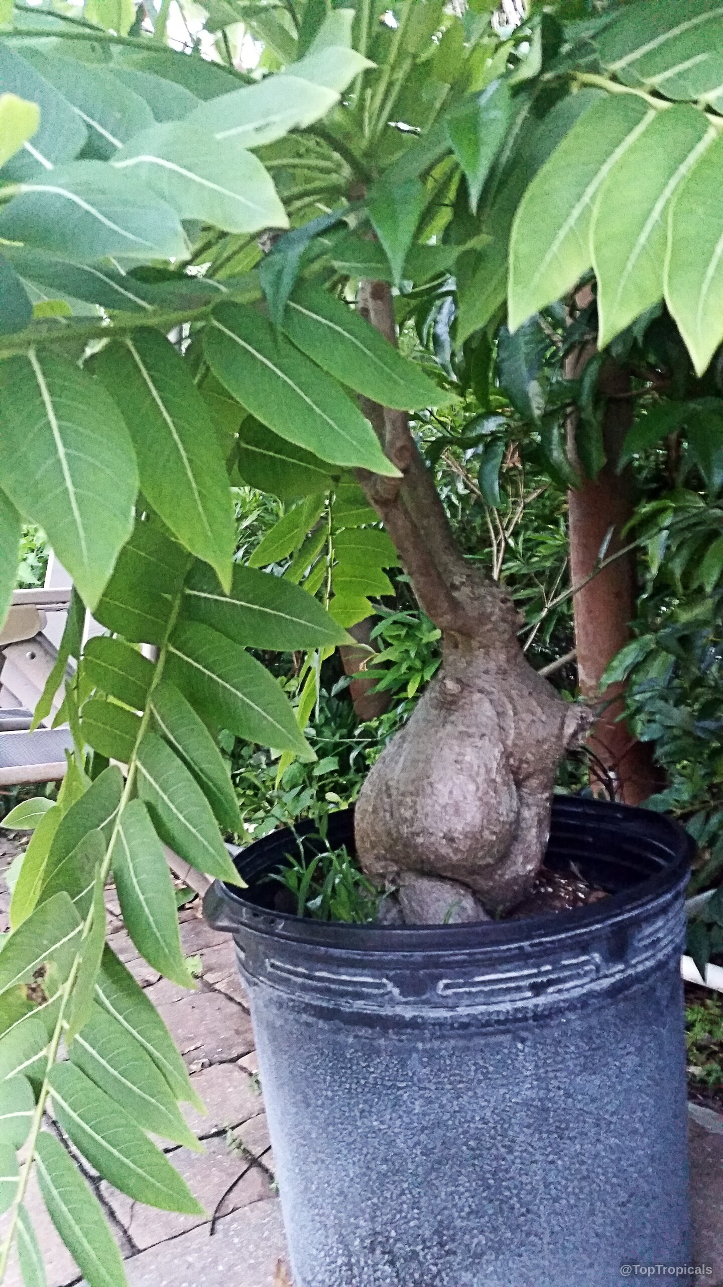 Phyllanthus mirabilis (Dragon Wings) showing a thick brown caudex base and many vibrant green leaves. Phyllanthus mirabilis (Dragon Wings) plant with green leaves and a thick brown woody stem.