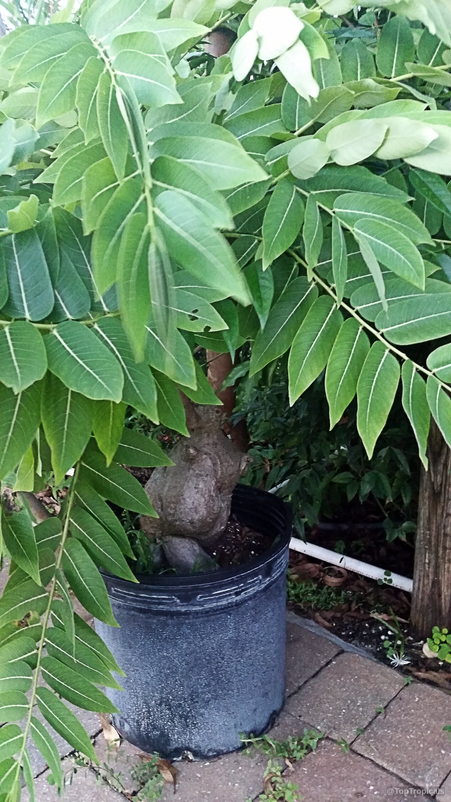 Phyllanthus mirabilis (Dragon Wings) showing a large brown caudex and foliage in a black pot. Phyllanthus mirabilis (Dragon Wings) plant with green leaves and a thick brown woody trunk.