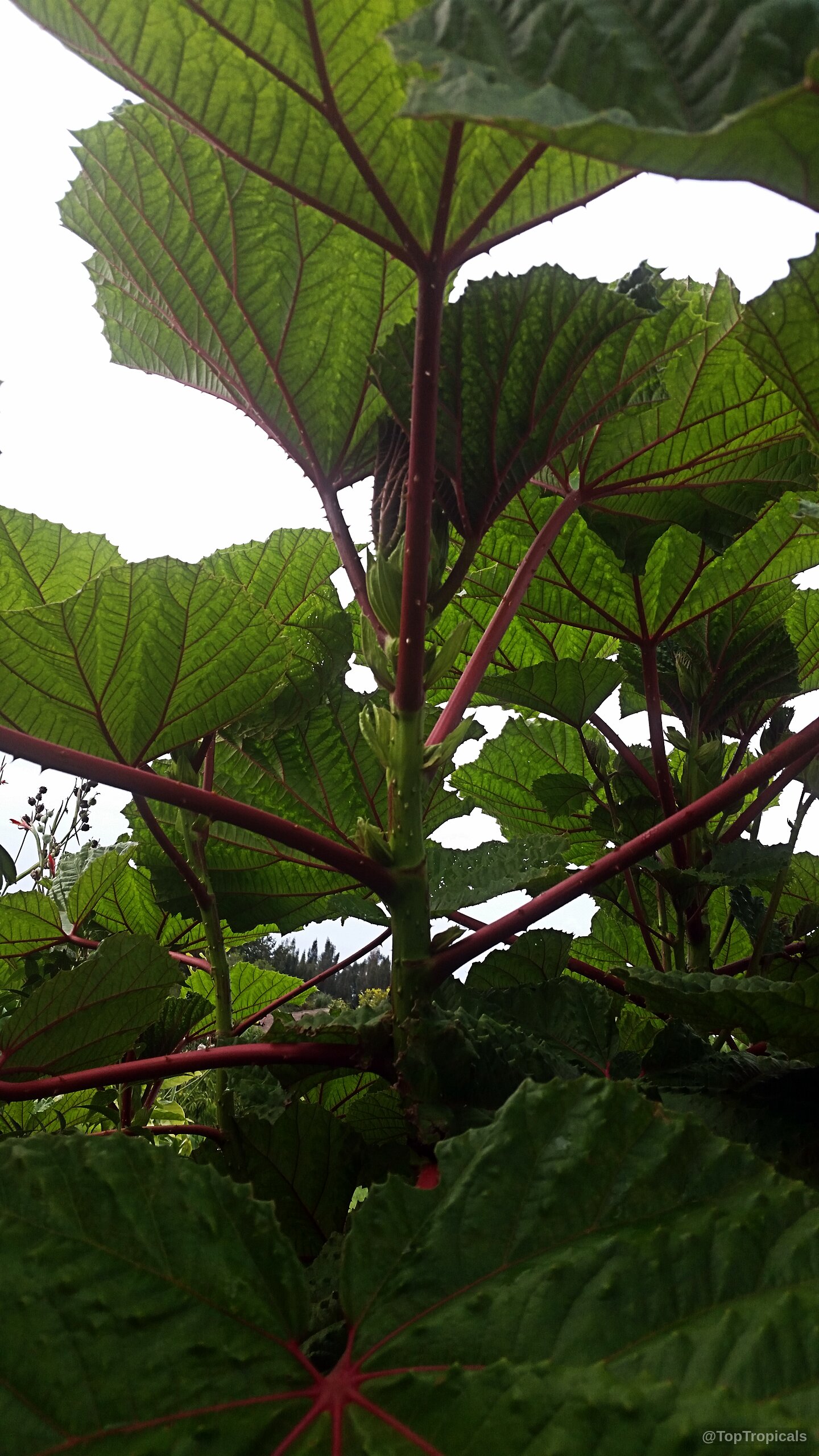 Wercklea ferox (Prickly Umbrella) with expansive green foliage and stiff red stems reaching upward. Wercklea ferox (Prickly Umbrella) with green leaves and thick red stems on this tropical plant.