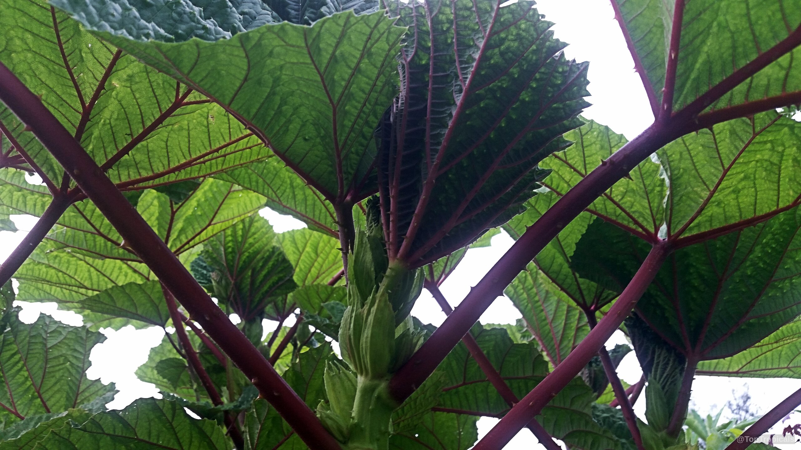 Wercklea ferox (Prickly Umbrella) foliage showing wide green leaves attached to thick red stems. Wercklea ferox (Prickly Umbrella) plant with deep green leaves and prominent red stems closeup