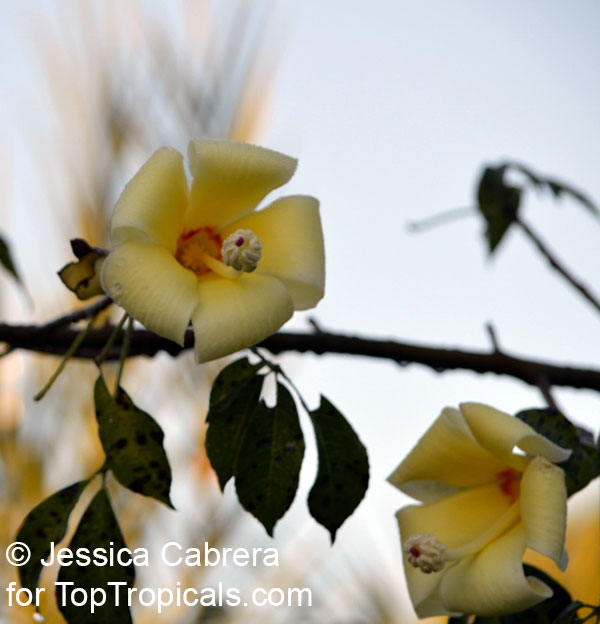 Ceiba insignis, Chorisia insignis, White Floss Silk Tree, Drunken Tree. Ceiba hybrid Patricia