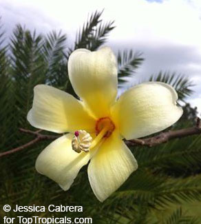 Ceiba insignis, Chorisia insignis, White Floss Silk Tree, Drunken Tree. Ceiba hybrid Patricia