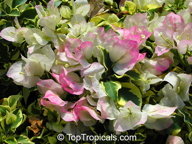 Bougainvillea Double Imperial Delight, Pinky-White variegated