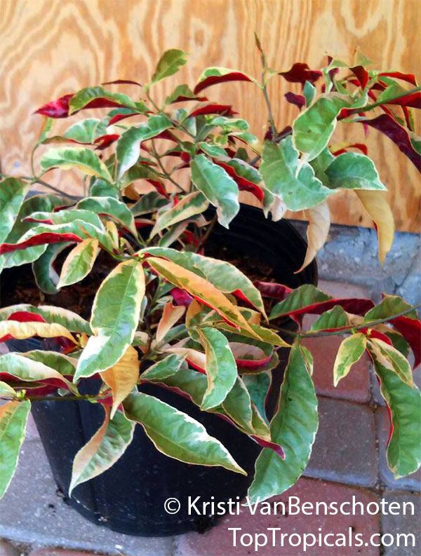 Excoecaria cochinchinensis, Excoecaria bicolor, Strawberry Cream, Jungle Fire, Chinese croton, Variegated Leaf