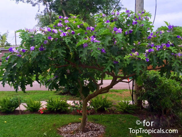 Solanum macranthum Zodiac lucky plant - Virgo