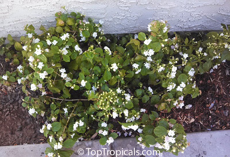 Jasminum Sambac Maid Of Orleans Nyctanthes Sambac Maid Of Orleans Arabian Jasmine Hawaiian Pikake Sampaguitas Sumpa Kita Toptropicals Com