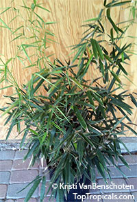 Phyllostachys nigra, Black Bamboo. Young plant