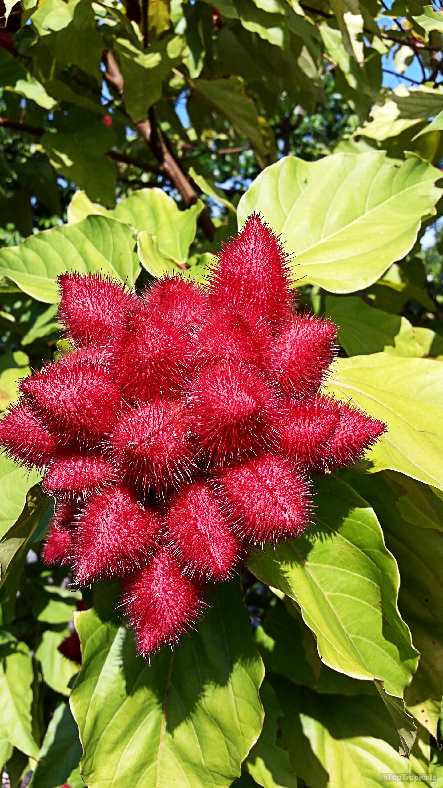 Bixa orellana (Lipstick tree) with a cluster of many spiky red fruit among large leaves. Bixa orellana (Lipstick tree) cluster of spiky red fruit, close up on green leaves