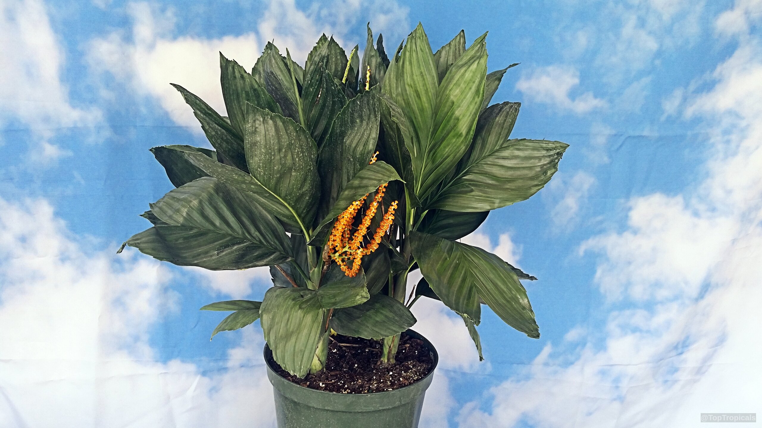 Chamaedorea metallica (Parlor Palm) dense dark green leaves with orange fruit clusters in black pot Chamaedorea metallica (Parlor Palm) dark green plant with small orange fruit in plastic pot