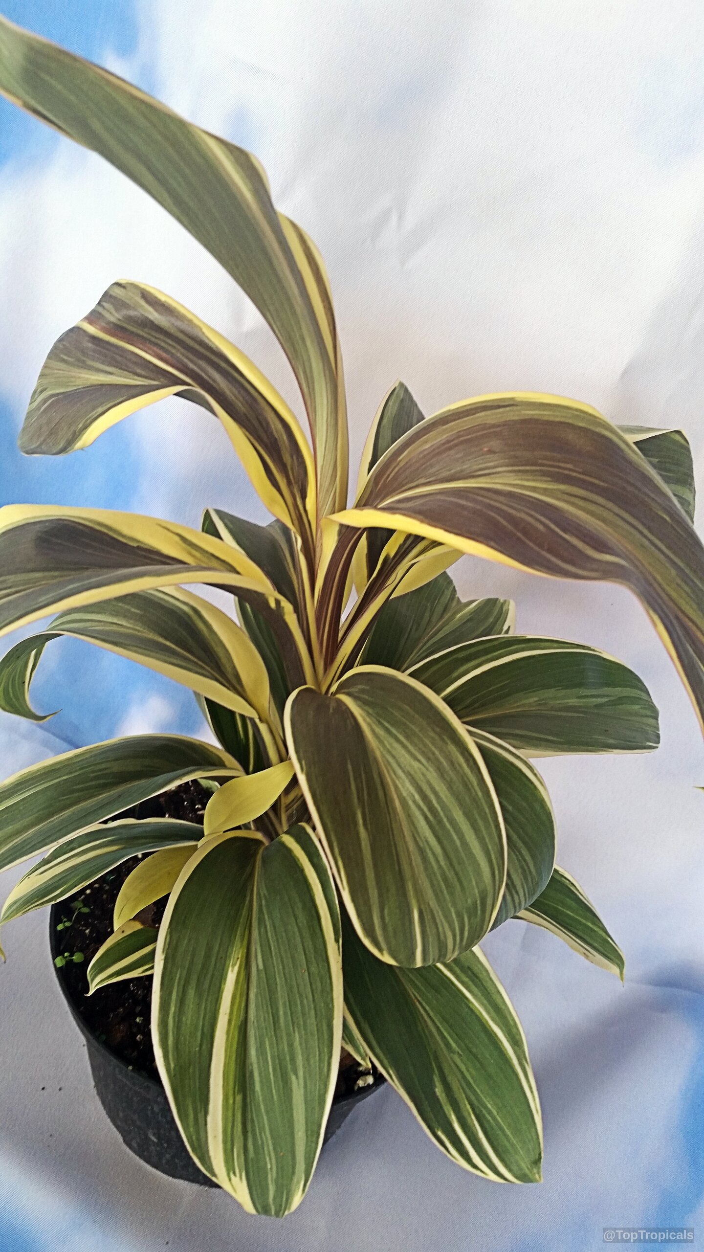 Cordyline fruticosa (Hawaiian Ti Leaf) with lance shaped foliage emerging from a black plastic container Cordyline fruticosa (Hawaiian Ti Leaf) plant with yellow and green variegated leaves on stems