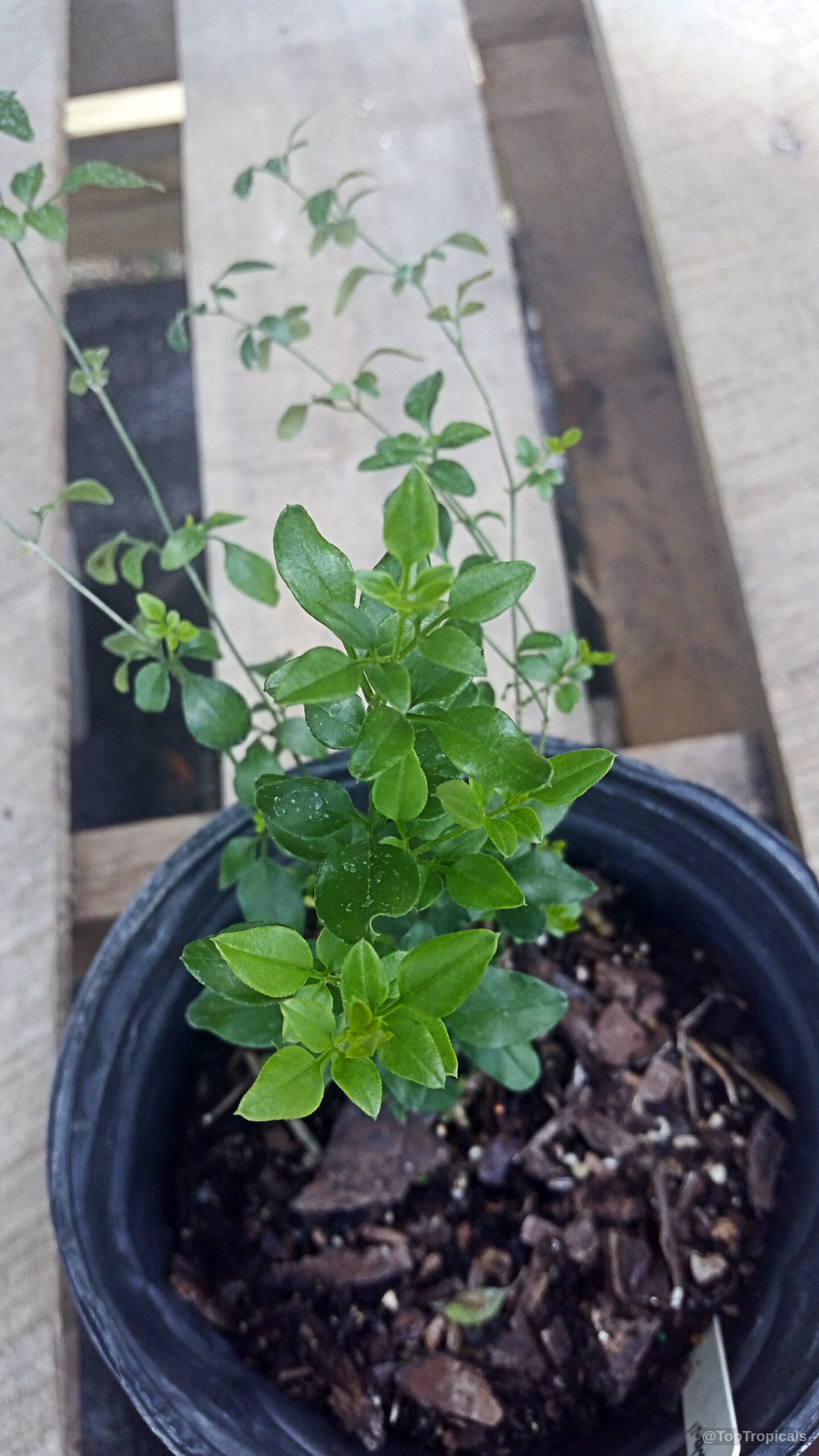 Jasminum sp. (Dwarf White Jasmine) displaying small green leaves in a black container pot Jasminum sp. (Dwarf White Jasmine) plant with lush green leaves in a plastic nursery pot