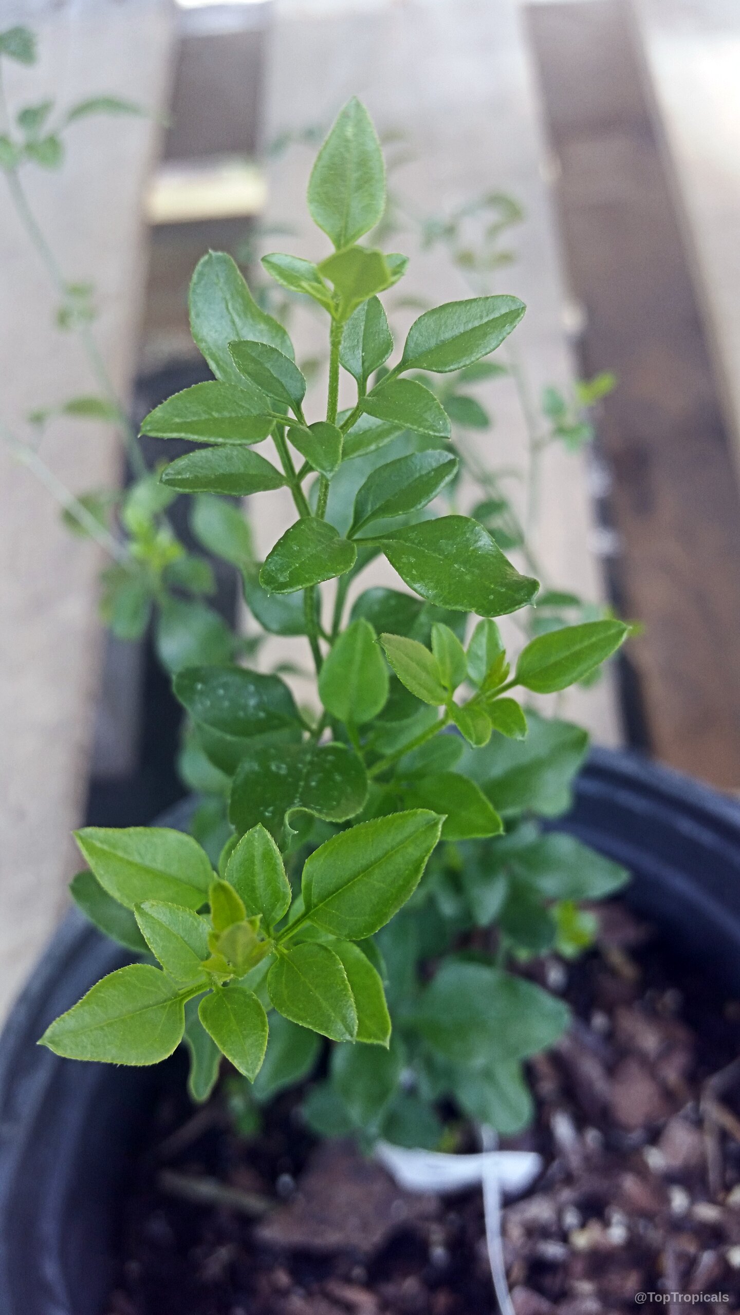 Jasminum sp. (Dwarf White Jasmine) plant with small green leaves growing within a black container. Jasminum sp. (Dwarf White Jasmine) plant with vibrant green leaves in a plastic container.