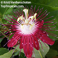 Passiflora 'Lady Margaret', Passiflora 'Lady Margaret'

Click to see full-size image