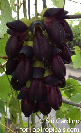 Mucuna nigricans, Black Jade Vine